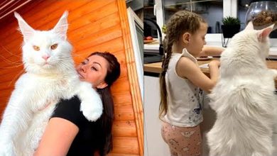 O maior gato do mundo é do tamanho de uma criança de 2 anos 7