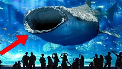 10 maiores aquários do mundo que você pode visitar 3