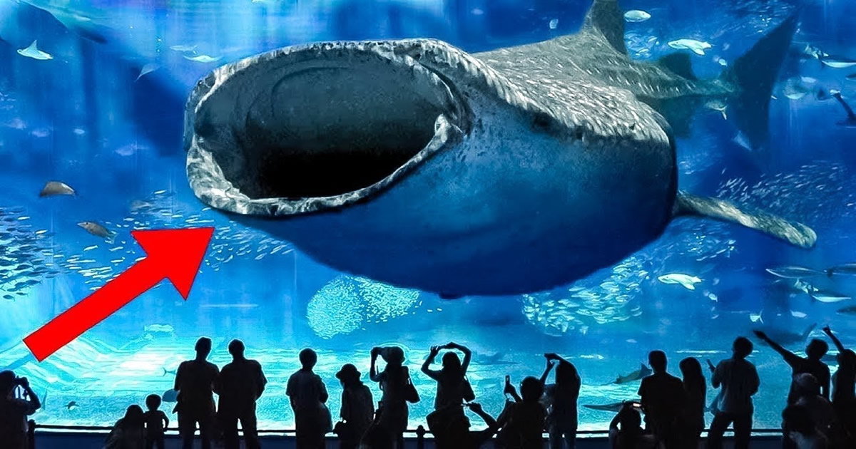 10 maiores aquários do mundo que você pode visitar 3