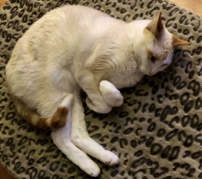 36 vezes em que os gatos fizeram seus donos se perguntarem 