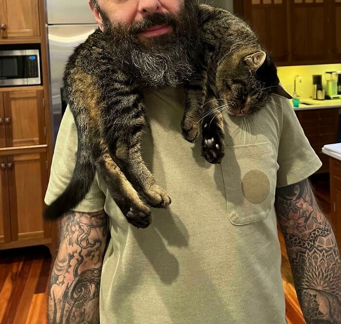 36 vezes em que os gatos fizeram seus donos se perguntarem 