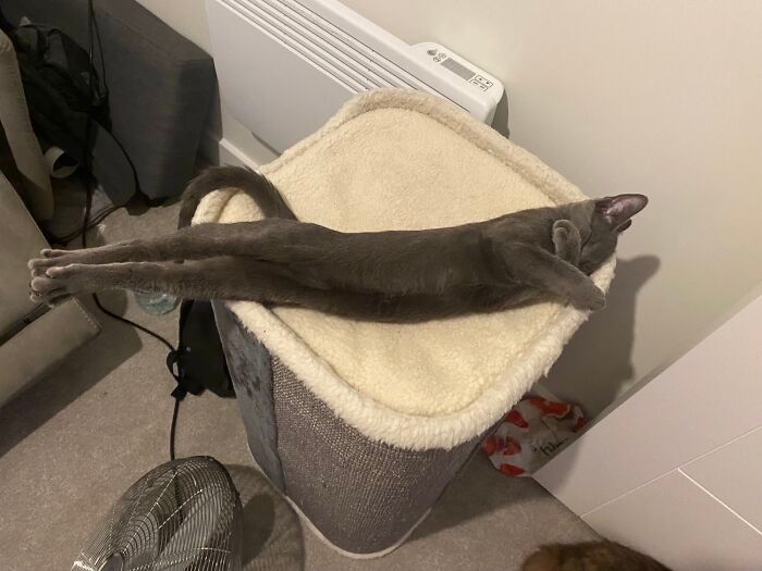 36 vezes em que os gatos fizeram seus donos se perguntarem 