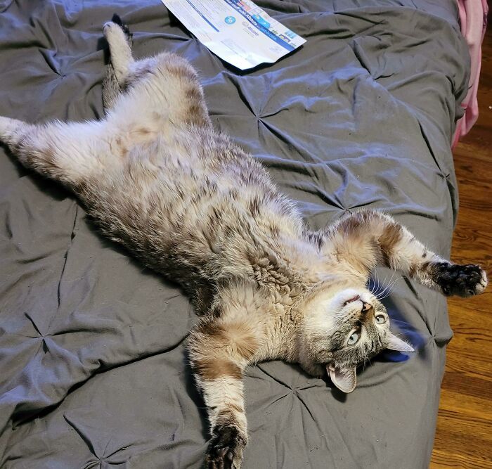 36 vezes em que os gatos fizeram seus donos se perguntarem 