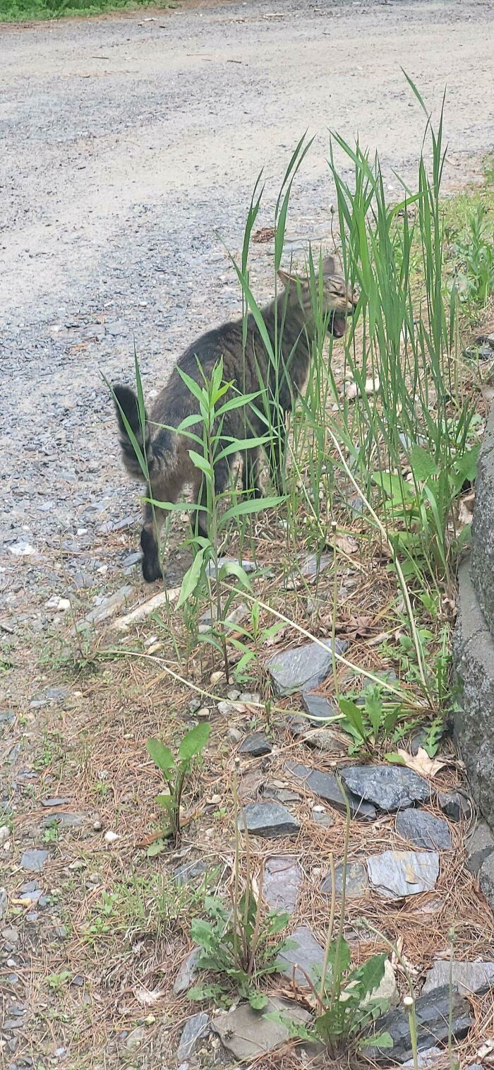 36 vezes em que os gatos fizeram seus donos se perguntarem 