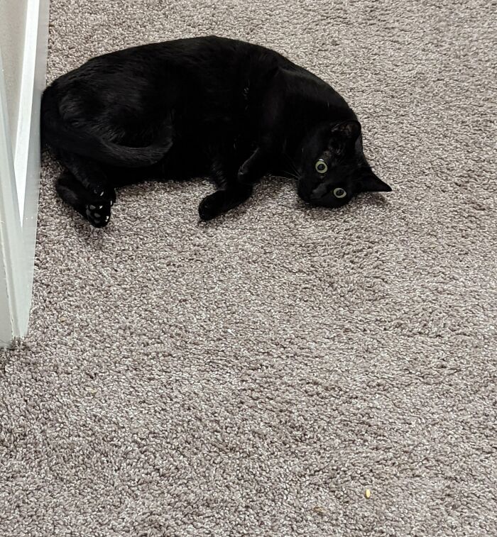 36 vezes em que os gatos fizeram seus donos se perguntarem 