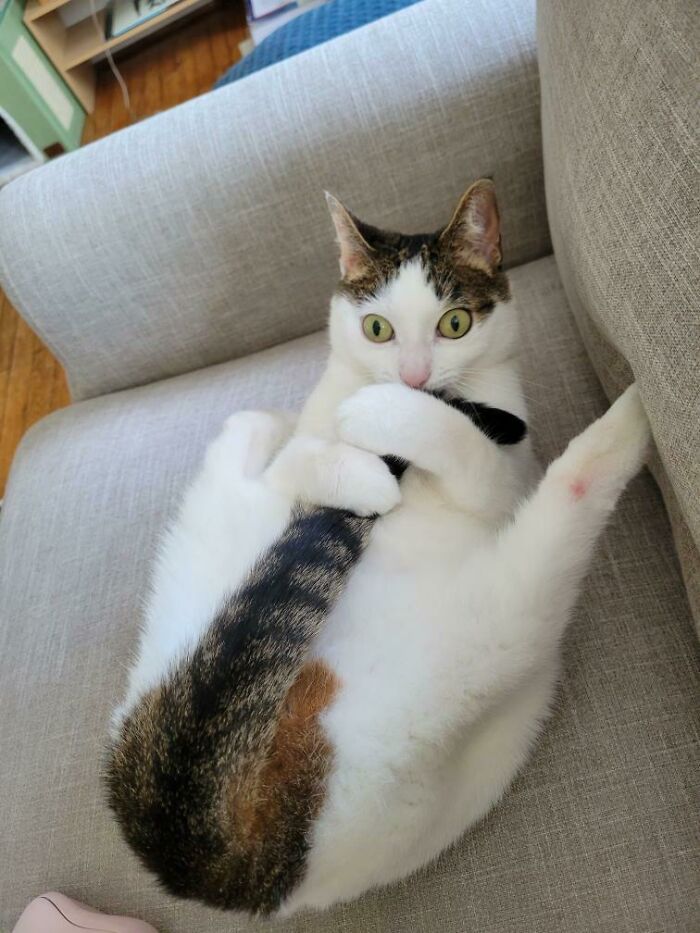 36 vezes em que os gatos fizeram seus donos se perguntarem 