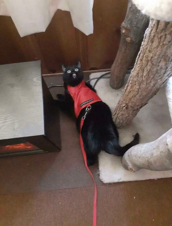 36 vezes em que os gatos fizeram seus donos se perguntarem 