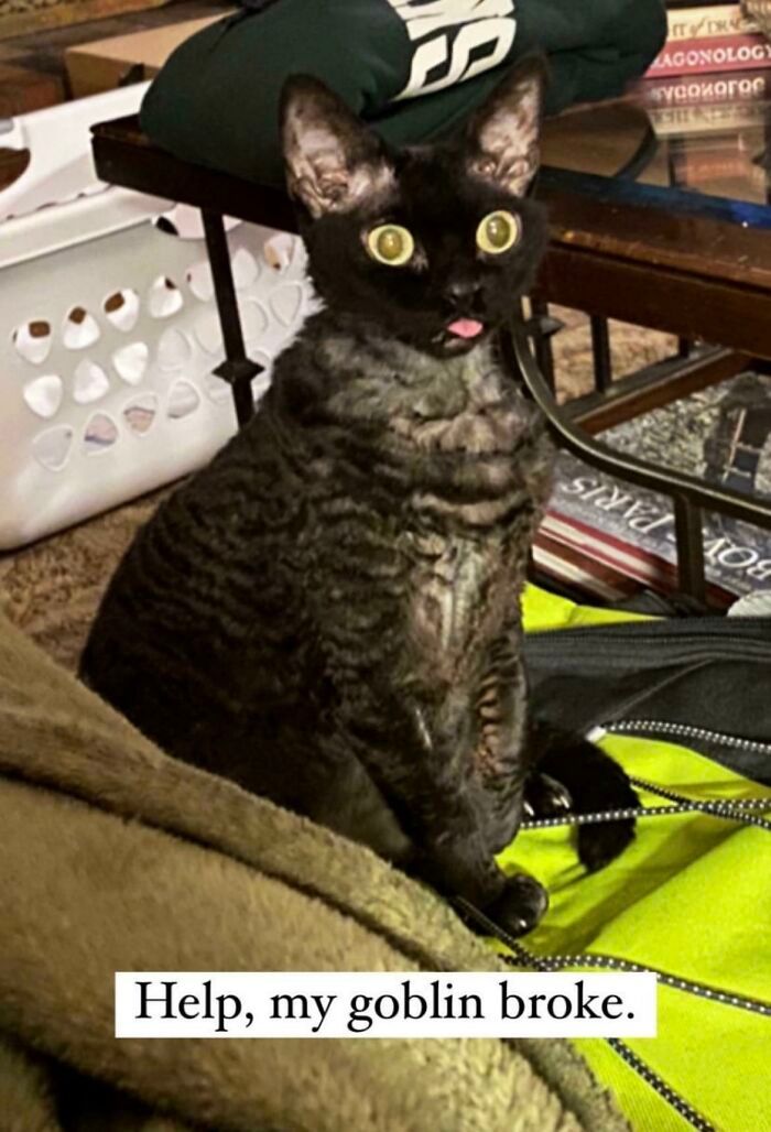 36 vezes em que os gatos fizeram seus donos se perguntarem 