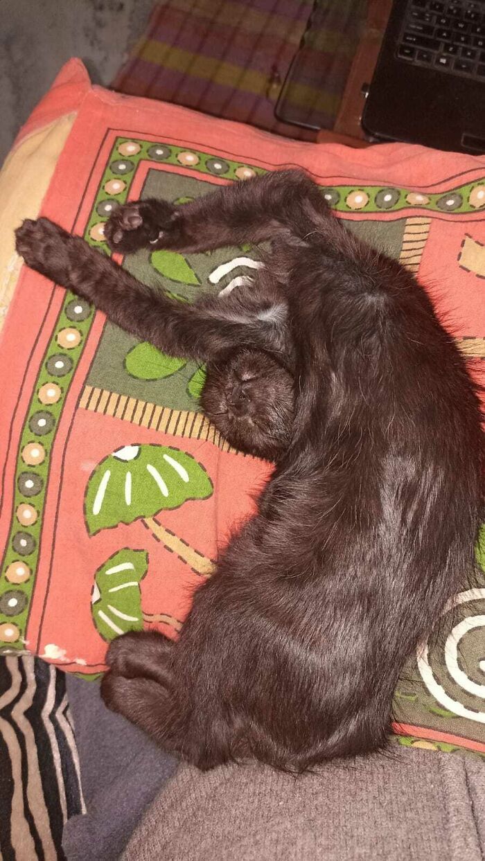 36 vezes em que os gatos fizeram seus donos se perguntarem 