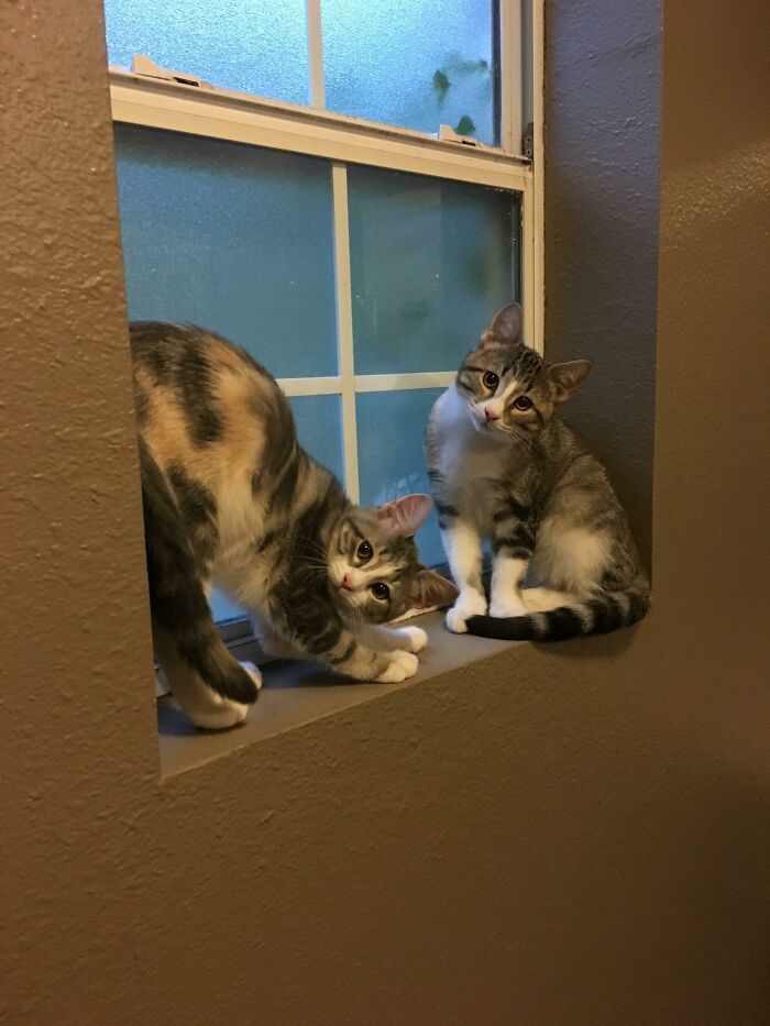 36 vezes em que os gatos fizeram seus donos se perguntarem 