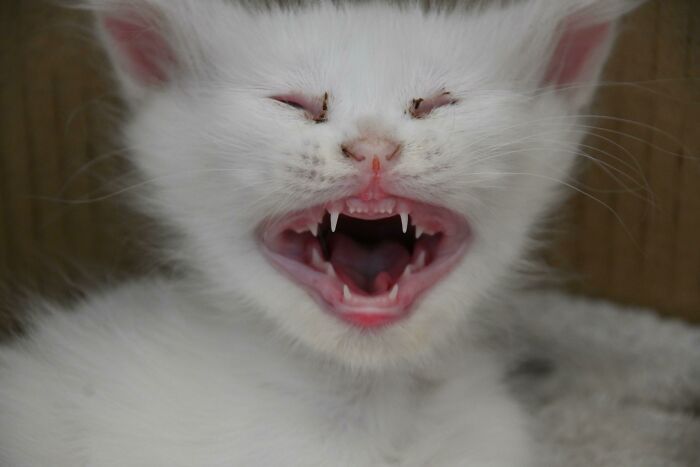 36 vezes em que os gatos fizeram seus donos se perguntarem 