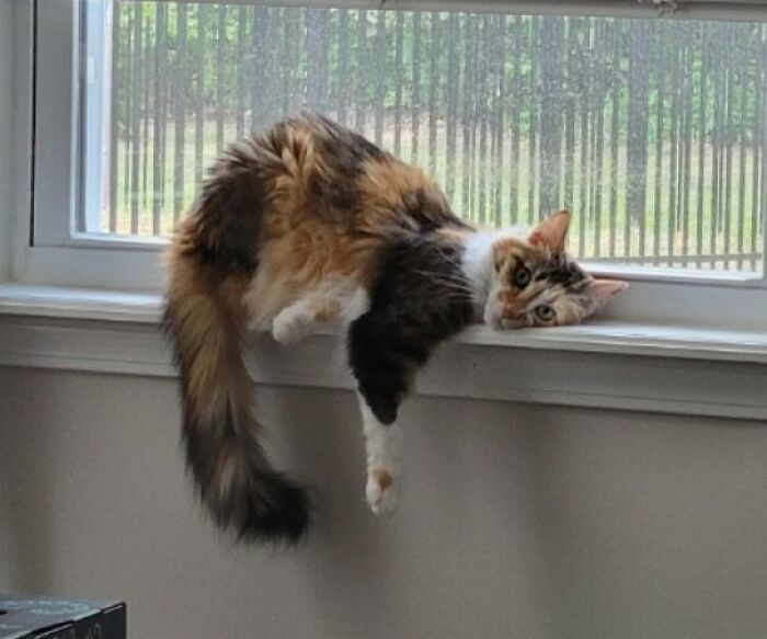 36 vezes em que os gatos fizeram seus donos se perguntarem 