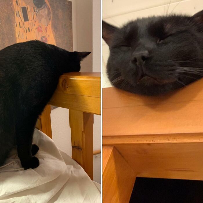 36 vezes em que os gatos fizeram seus donos se perguntarem 