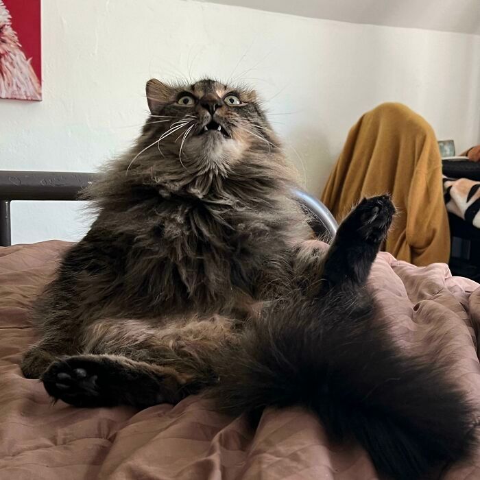 36 vezes em que os gatos fizeram seus donos se perguntarem 