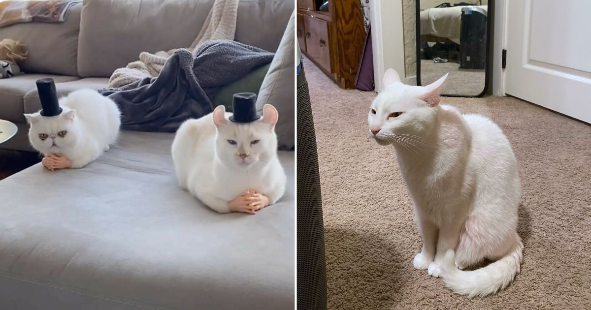 36 vezes em que os gatos fizeram seus donos se perguntarem “O que há de errado com meu gato”