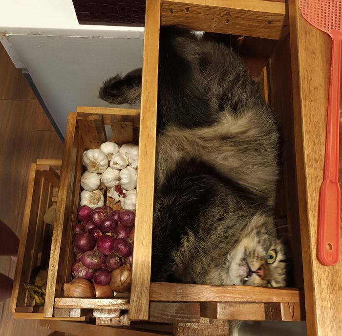 18 amigos fofos que sabem como trazer um sorriso ao seu rosto 1