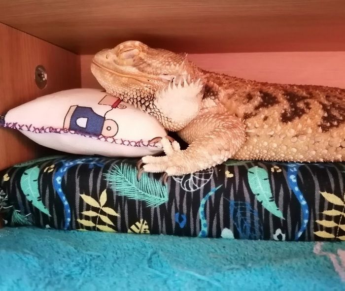 18 amigos fofos que sabem como trazer um sorriso ao seu rosto 2