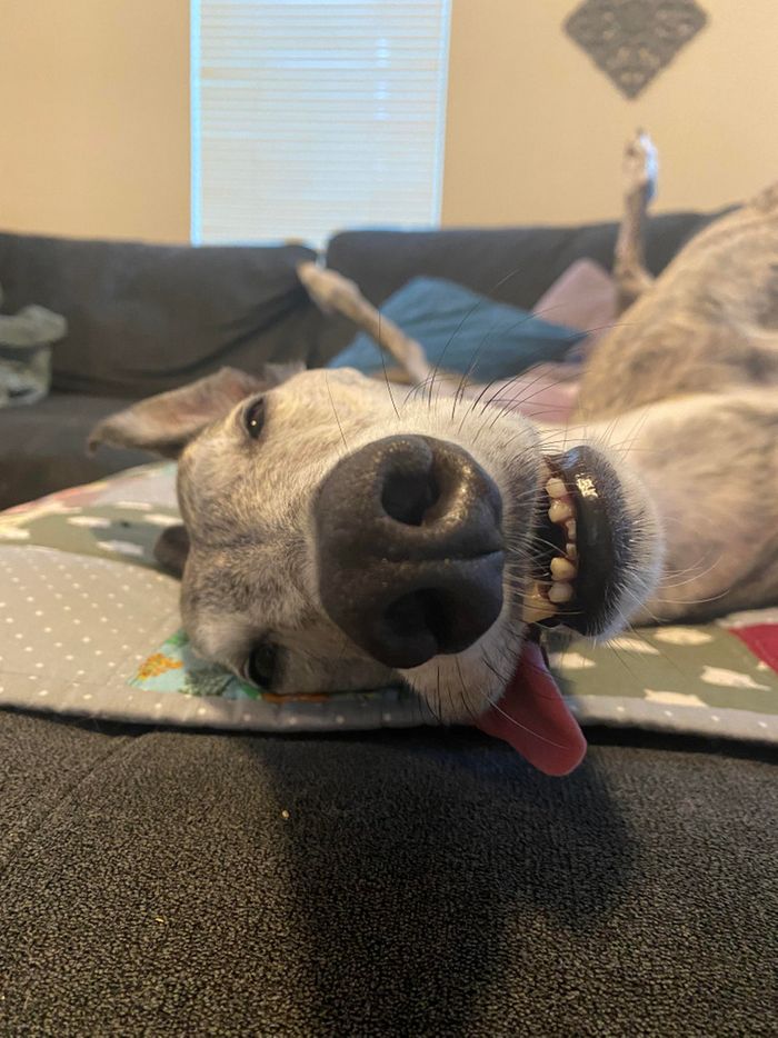 18 amigos fofos que sabem como trazer um sorriso ao seu rosto 5