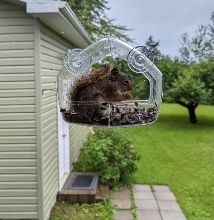 18 amigos fofos que sabem como trazer um sorriso ao seu rosto 7