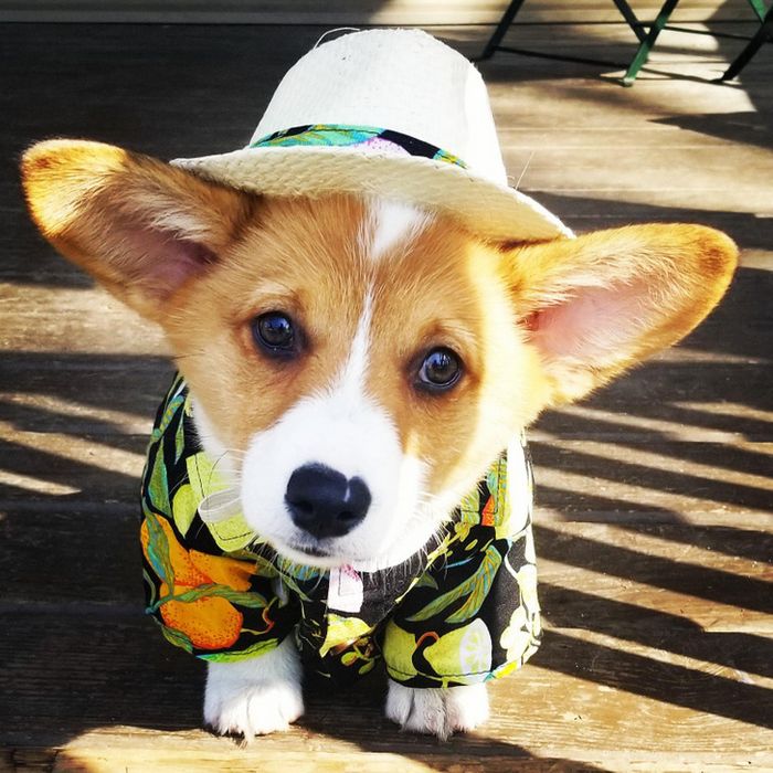 18 amigos fofos que sabem como trazer um sorriso ao seu rosto 8