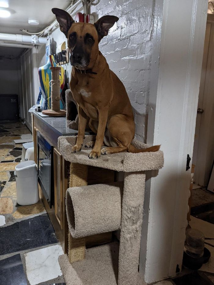 18 amigos fofos que sabem como trazer um sorriso ao seu rosto 11