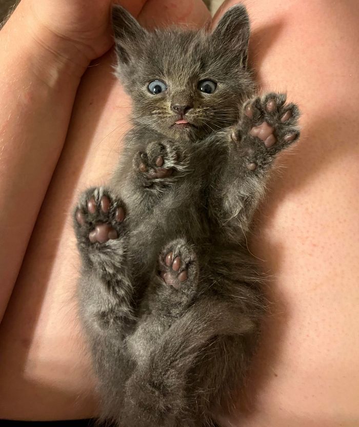 18 amigos fofos que sabem como trazer um sorriso ao seu rosto 13