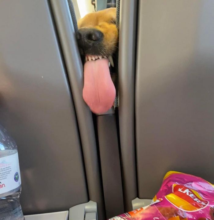 18 amigos fofos que sabem como trazer um sorriso ao seu rosto 14