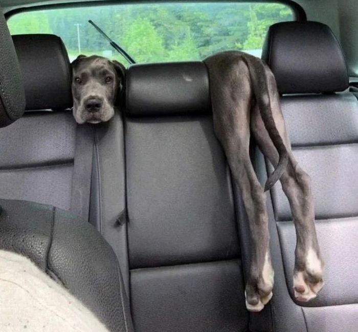 18 amigos fofos que sabem como trazer um sorriso ao seu rosto 16