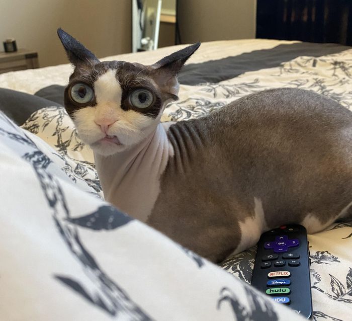 18 amigos fofos que sabem como trazer um sorriso ao seu rosto 17