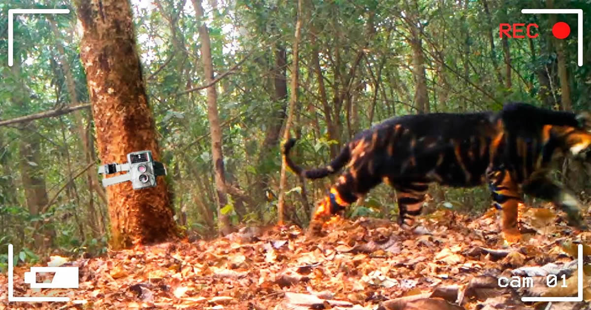Cenas sensacionais e únicas gravadas por uma câmera