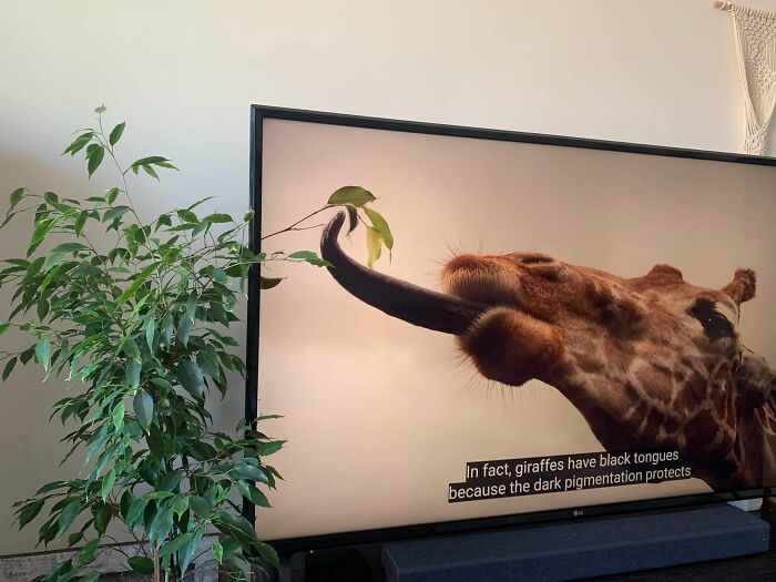 45 coisas mais oníricas observadas na vida real 36