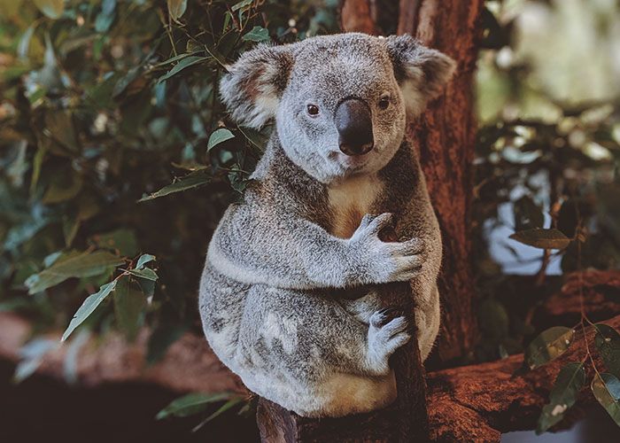 17 fatos verdadeiros que parecem mentiras 11