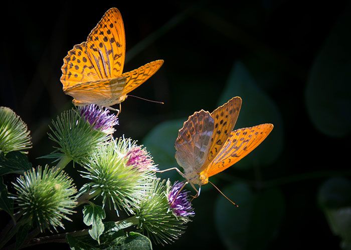 17 fatos verdadeiros que parecem mentiras 15