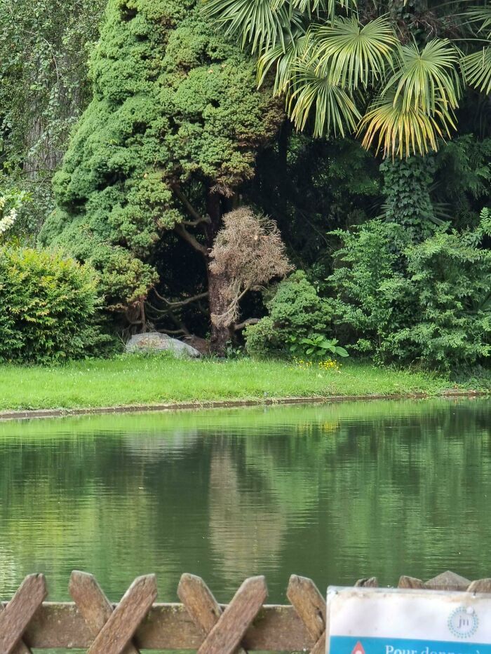 32 fotos da natureza levemente interessantes para divertir você durante sua pausa para o café 3