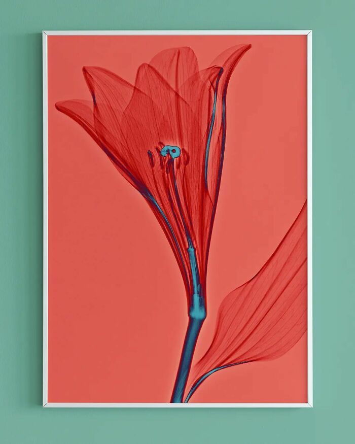 38 fotos de flores que foi tirada usando raio-x 1