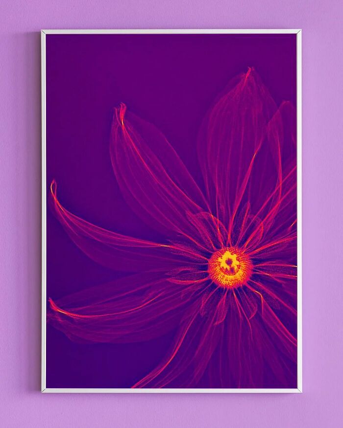 38 fotos de flores que foi tirada usando raio-x 2