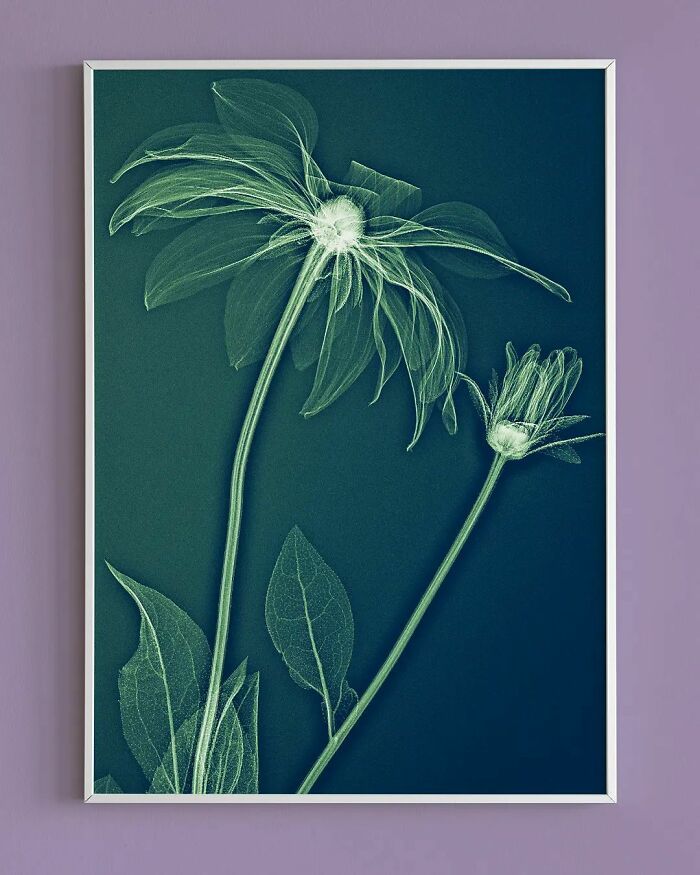 38 fotos de flores que foi tirada usando raio-x 3