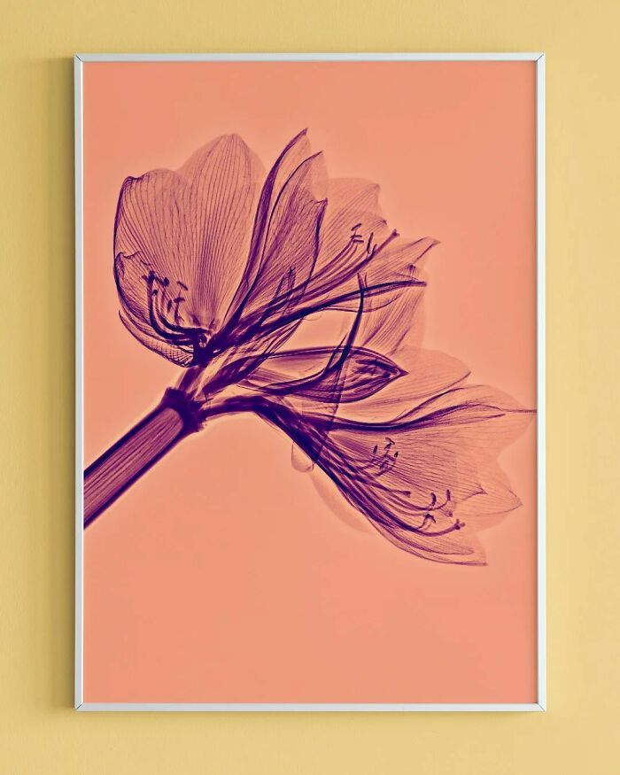 38 fotos de flores que foi tirada usando raio-x 6