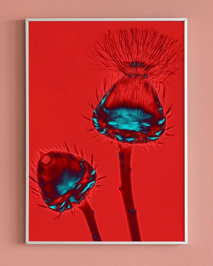 38 fotos de flores que foi tirada usando raio-x 7