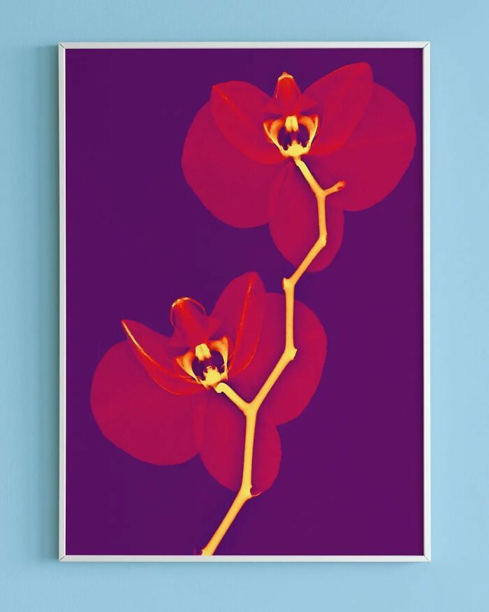 38 fotos de flores que foi tirada usando raio-x 8