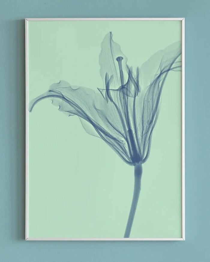 38 fotos de flores que foi tirada usando raio-x 9