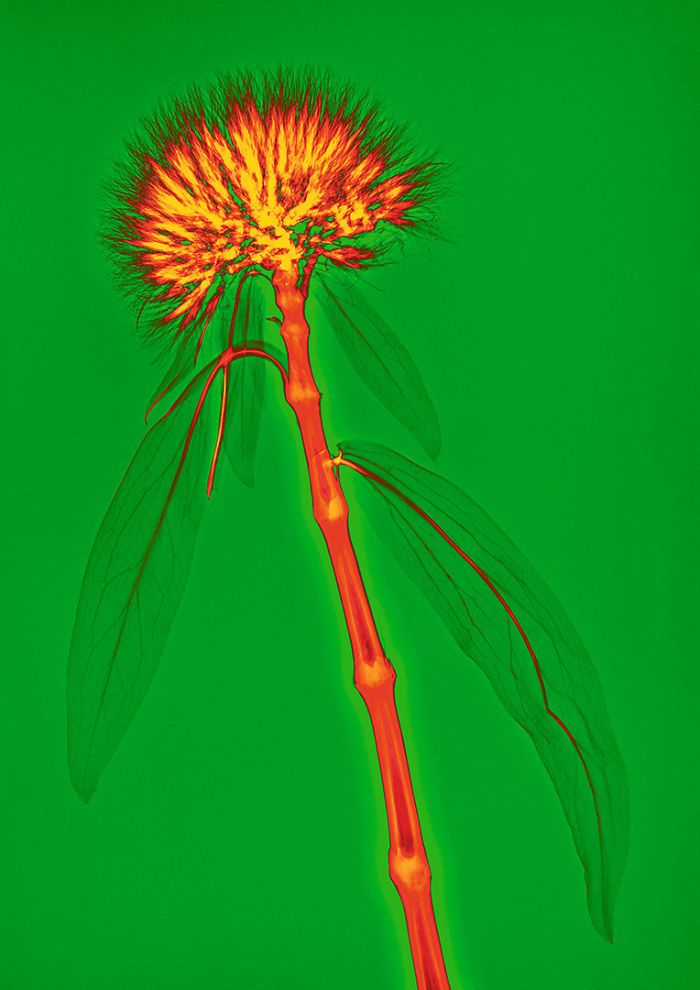 38 fotos de flores que foi tirada usando raio-x 10