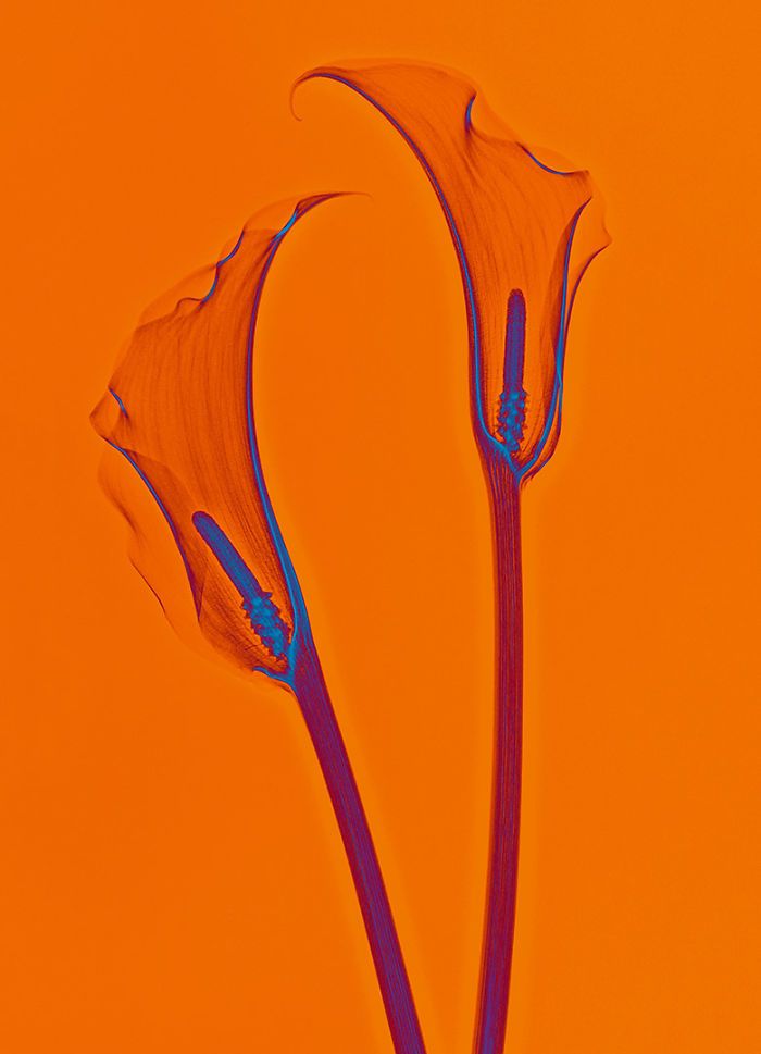 38 fotos de flores que foi tirada usando raio-x 12