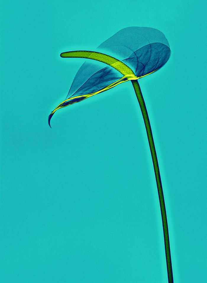 38 fotos de flores que foi tirada usando raio-x 13