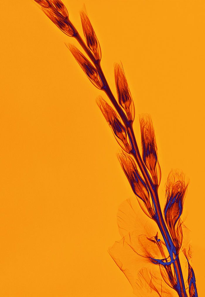 38 fotos de flores que foi tirada usando raio-x 15