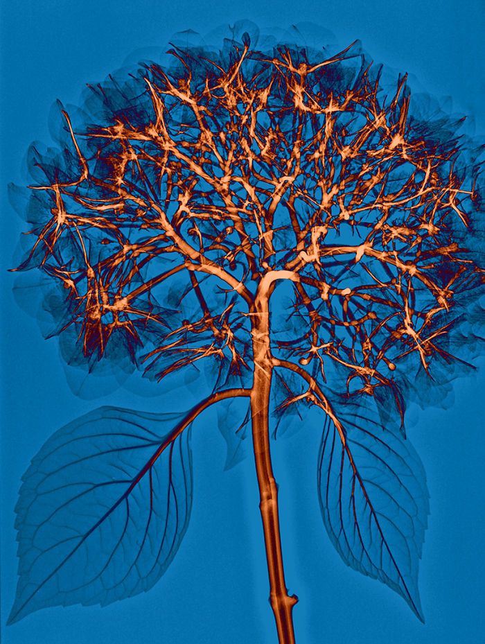 38 fotos de flores que foi tirada usando raio-x 17