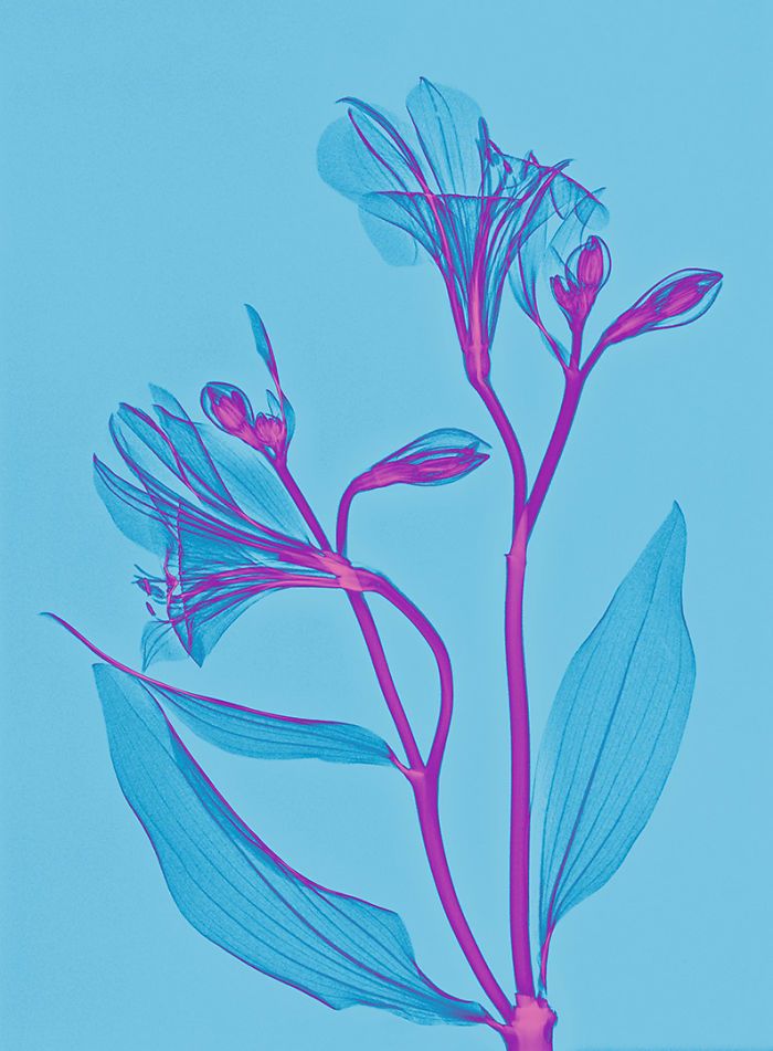 38 fotos de flores que foi tirada usando raio-x 18