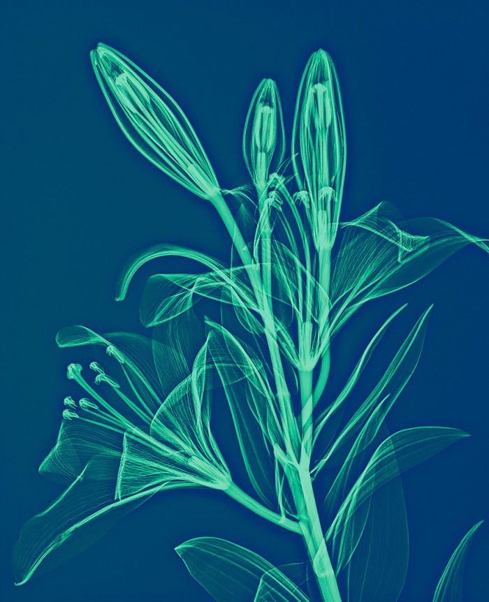 38 fotos de flores que foi tirada usando raio-x 19