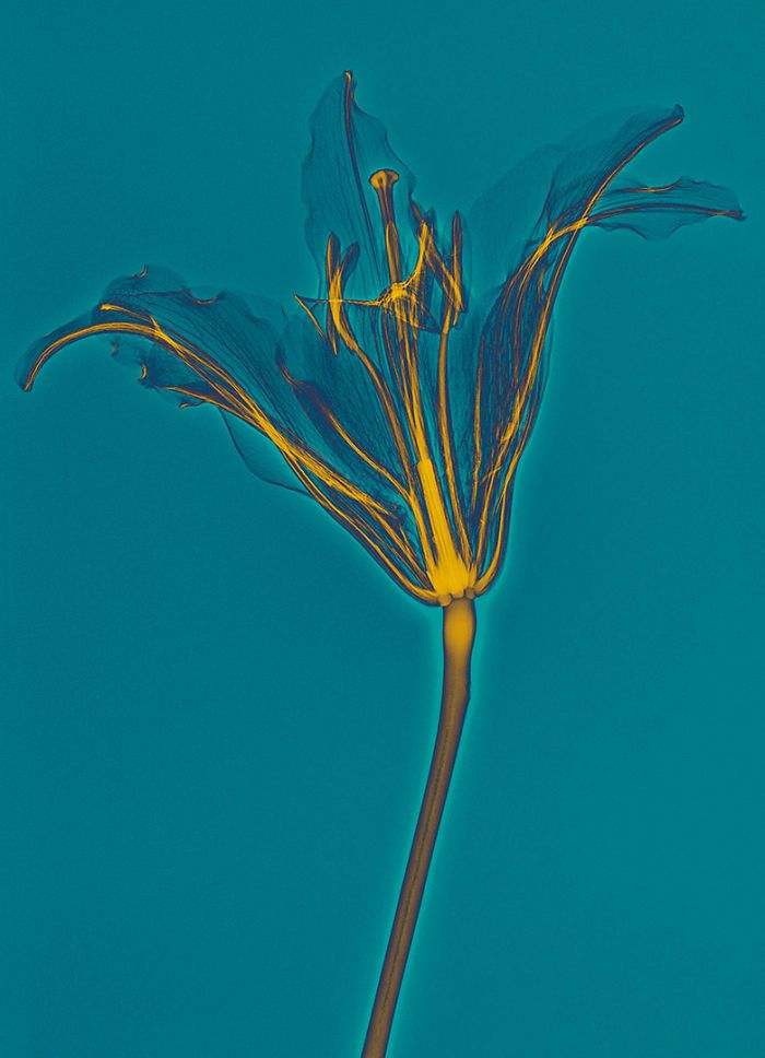 38 fotos de flores que foi tirada usando raio-x 20