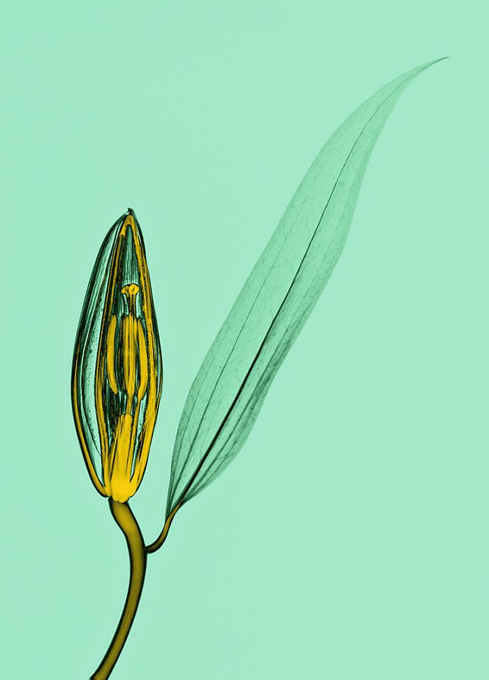 38 fotos de flores que foi tirada usando raio-x 21